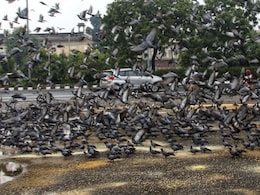 People Die, Dogs And Pigeons Live Is New Mantra Of Life: Sena Editorial People Die, Dogs And Pigeons Live Is New Mantra Of Life: Sena Editorial