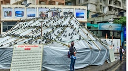 Dadar Kabutarkhana Controversy: दादर कबुतरखाना पुन्हा सुरू होणार, कबुतरांना खायला घालता येणार