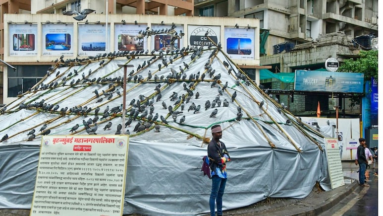 Dadar Kabutarkhana Controversy: दादर कबूतरखाना पुन्हा सुरू होणार, कबुतरांना खायला घालता येणार Dadar Kabutarkhana Controversy: दादर कबूतरखाना पुन्हा सुरू होणार, कबुतरांना खायला घालता येणार