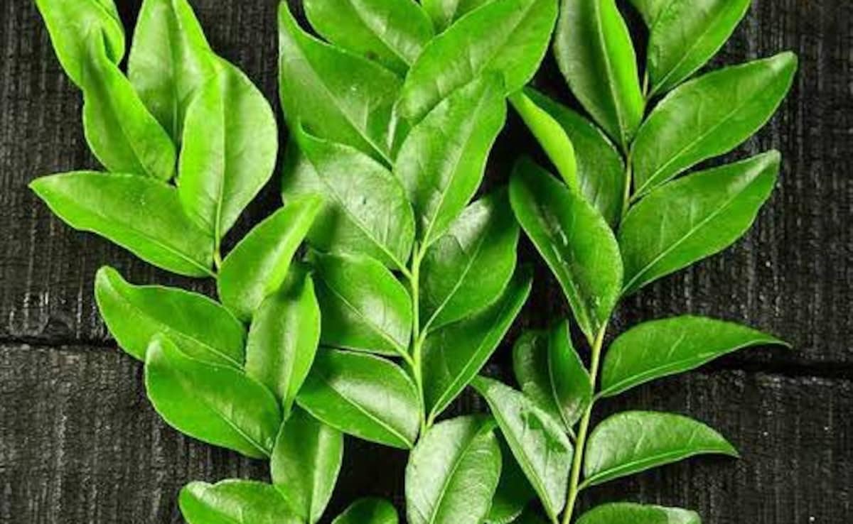 Rojana Curry Patta Khane Ke Fayde Nuksan,Curry Leavs benefits and side effects,curry patta taseer,curry patta se kya hota hai,curry patta for hair growth,curry leaves medicinal uses,36 FAQS,Curry leaves in Hindi, Curry leaves benefits,10 uses of curry leaves, Curry leaves medicinal uses, Curry leaves near me, Curry leaves Scientific name, Curry leaves in english, Curry Leaves restaurant, Latest and Breaking News on NDTV