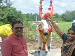 Poḷa special! जीव ओतून कामाला साथ दिली, आता मृत्यूनंतरही त्याचीच पूजा! शेतकऱ्याचा हा आदर्श पाहिलाच पाहिजे! Poḷa special! जीव ओतून कामाला साथ दिली, आता मृत्यूनंतरही त्याचीच पूजा! शेतकऱ्याचा हा आदर्श पाहिलाच पाहिजे!