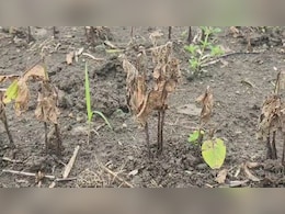 विदिशा में नकली कीटनाशक का कहर: चिरखेड़ा के किसानों की फसलें जलीं, कंपनी पर मामला दर्ज विदिशा में नकली कीटनाशक का कहर: चिरखेड़ा के किसानों की फसलें जलीं, कंपनी पर मामला दर्ज
