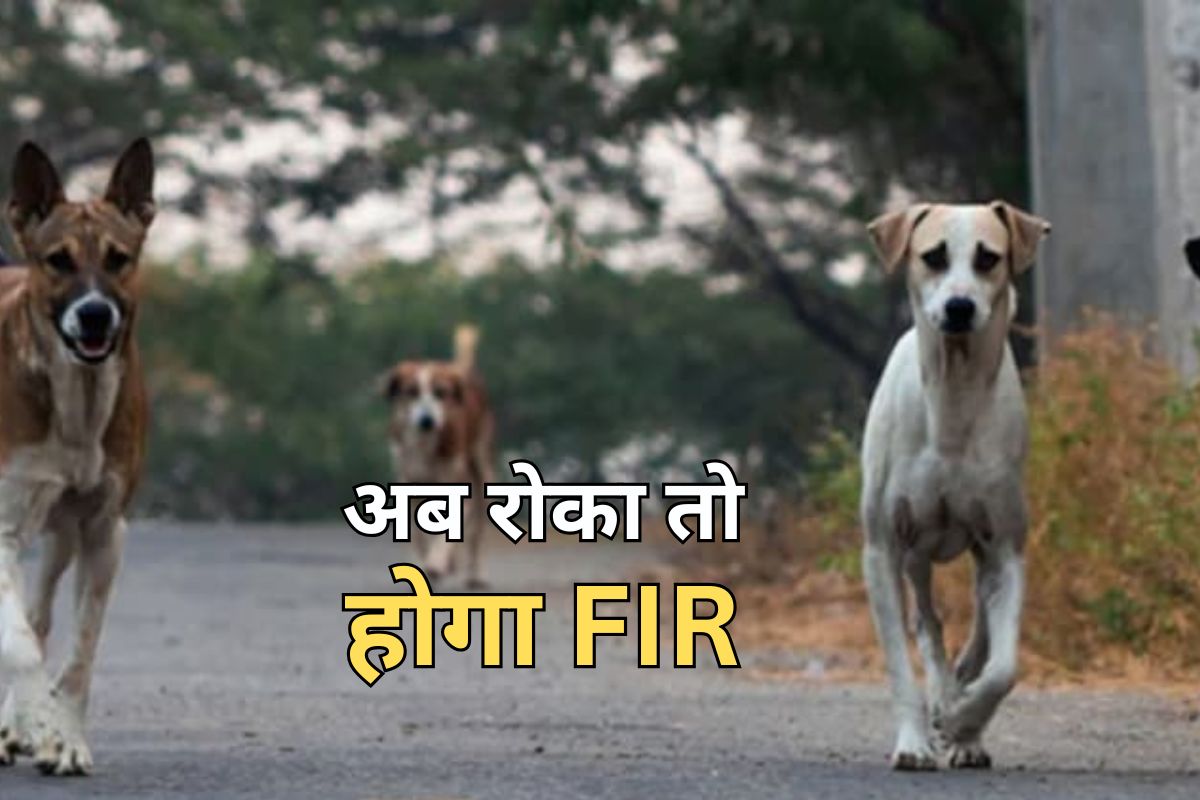 आवारा कुत्तों को लेकर राजस्थान हाई कोर्ट ने दिये कड़े आदेश, किसी पर भी दर्ज हो सकता है FIR