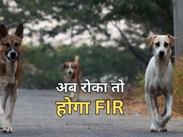 आवारा कुत्तों को लेकर राजस्थान हाई कोर्ट ने दिये कड़े आदेश, किसी पर भी दर्ज हो सकता है FIR आवारा कुत्तों को लेकर राजस्थान हाई कोर्ट ने दिये कड़े आदेश, किसी पर भी दर्ज हो सकता है FIR