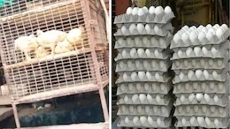 प्रतिबंध के बावजूद राजस्थान में खुली मांस-अंडे की दुकानें, सरकारी आदेश की दुकानदारों ने उड़ाई धज्जी