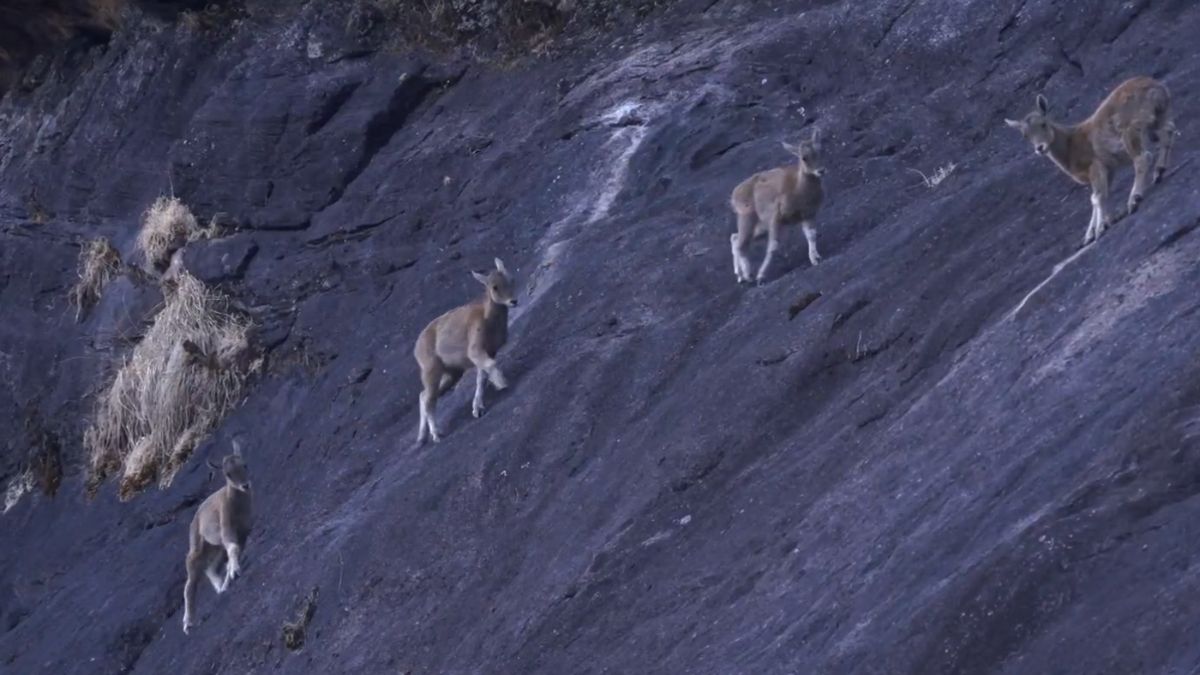 In Conservation Win, Tamil Nadu State Animal Nilgiri Tahr's Numbers Shoot Up