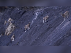 In Conservation Win, Tamil Nadu State Animal Nilgiri Tahr&#039;s Numbers Shoot Up