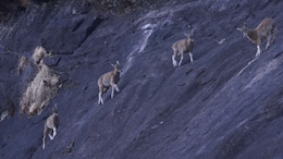 In Conservation Win, Tamil Nadu State Animal Nilgiri Tahr's Numbers Shoot Up