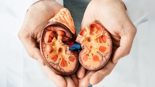 किडनी को रखना है हेल्दी तो आज से ही अपना लें ये 4 आदतें, कोसो दूर रहेंगी बीमारियां