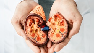 किडनी को रखना है हेल्दी तो आज से ही अपना लें ये 4 आदतें, कोसो दूर रहेंगी बीमारियां