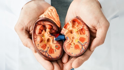 किडनी को रखना है हेल्दी तो आज से ही अपना लें ये 4 आदतें, कोसो दूर रहेंगी बीमारियां