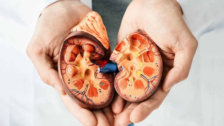 किडनी को रखना है हेल्दी तो आज से ही अपना लें ये 4 आदतें, कोसो दूर रहेंगी बीमारियां