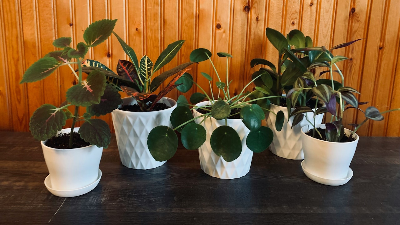 Keep Your Home Surroundings Healthier With Planters From Amazon