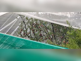 हिमाचल प्रदेश में घट रहा सेब उत्पादन, ग्लोबल वार्मिंग ने बढ़ाई चिंता, किसान मायूस  हिमाचल प्रदेश में घट रहा सेब उत्पादन, ग्लोबल वार्मिंग ने बढ़ाई चिंता, किसान मायूस