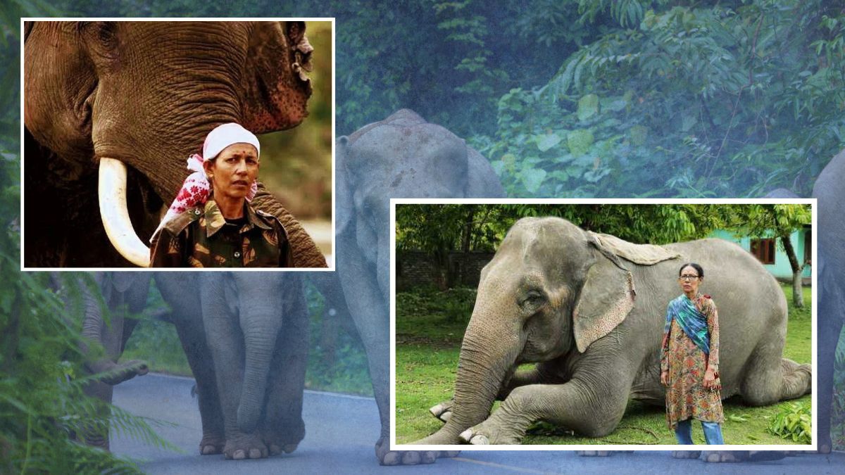 World Elephant Day: खयाल रखने से तनाव दूर करने तक, हाथियों की दुनिया बदल रहीं महिला महावतों की कहानी