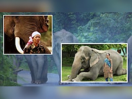 World Elephant Day: खयाल रखने से तनाव दूर करने तक, हाथियों की दुनिया बदल रहीं महिला महावतों की कहानी World Elephant Day: खयाल रखने से तनाव दूर करने तक, हाथियों की दुनिया बदल रहीं महिला महावतों की कहानी