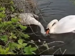 हंस ने झील में तोड़ा दम, फिर भी बार-बार जगाने की कोशिश करता रहा साथी, Video देख पसीज उठेगा दिल हंस ने झील में तोड़ा दम, फिर भी बार-बार जगाने की कोशिश करता रहा साथी, Video देख पसीज उठेगा दिल