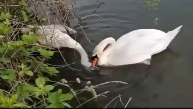 हंस ने झील में तोड़ा दम, फिर भी बार-बार जगाने की कोशिश करता रहा साथी, Video देख पसीज उठेगा दिल हंस ने झील में तोड़ा दम, फिर भी बार-बार जगाने की कोशिश करता रहा साथी, Video देख पसीज उठेगा दिल
