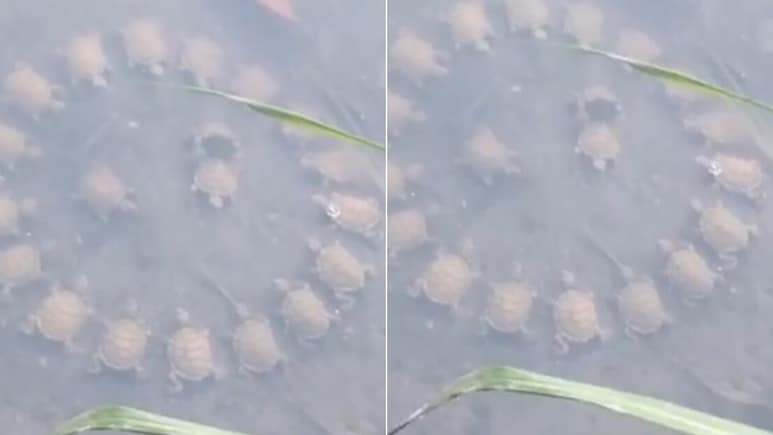 झील में चल रही थी कछुओं की राउंड टेबल मीटिंग, देखकर शॉक्ड हुए लोग, 1 करोड़ से ज्यादा बार देखा गया Video