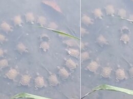 झील में चल रही थी कछुओं की राउंड टेबल मीटिंग, देखकर शॉक्ड हुए लोग, 1 करोड़ से ज्यादा बार देखा गया Video झील में चल रही थी कछुओं की राउंड टेबल मीटिंग, देखकर शॉक्ड हुए लोग, 1 करोड़ से ज्यादा बार देखा गया Video