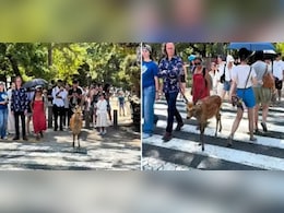 हिरण भी मानते हैं ट्रैफिक नियम,नारा पार्क के सिका हिरणों की समझदारी देख लोग हुए मुरीद हिरण भी मानते हैं ट्रैफिक नियम,नारा पार्क के सिका हिरणों की समझदारी देख लोग हुए मुरीद