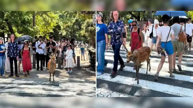 हिरण भी मानते हैं ट्रैफिक नियम,नारा पार्क के सिका हिरणों की समझदारी देख लोग हुए मुरीद हिरण भी मानते हैं ट्रैफिक नियम,नारा पार्क के सिका हिरणों की समझदारी देख लोग हुए मुरीद