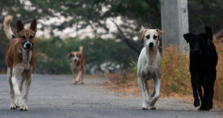 Lokayukta Pulls Up Civic Body Over Stray Dog Menace In Bengaluru