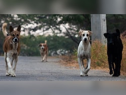 Lokayukta Pulls Up Civic Body Over Stray Dog Menace In Bengaluru