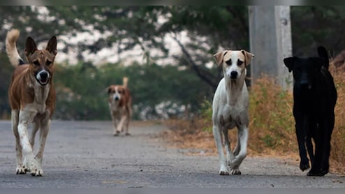 Lokayukta Pulls Up Civic Body Over Stray Dog Menace In Bengaluru