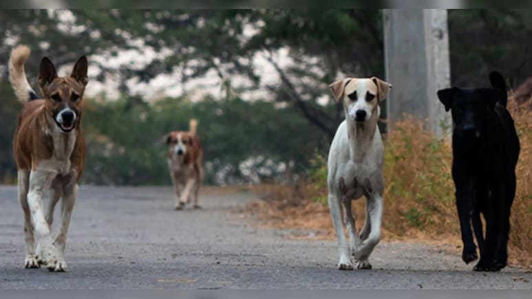 Lokayukta Pulls Up Civic Body Over Stray Dog Menace In Bengaluru Lokayukta Pulls Up Civic Body Over Stray Dog Menace In Bengaluru