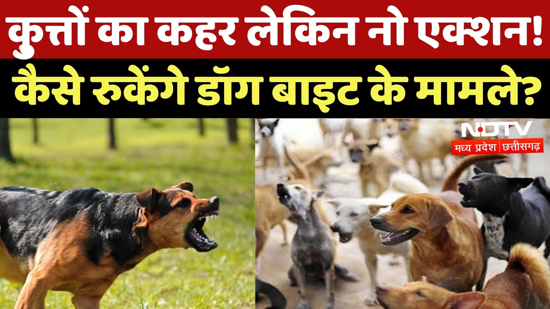 Stray Dogs Terror in MP: शहर-शहर कुत्तों का कहर! डॉग बाइट के मामले में एक्शन कब? | Latest | MPCG