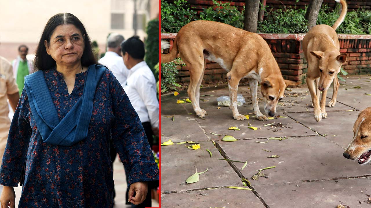 Maneka Gandhi "Very Happy" With Supreme Court's Modified Stray Dog Verdict