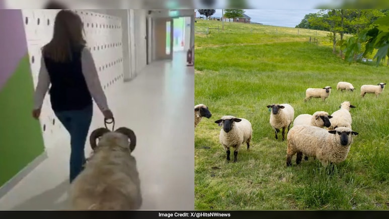 Student Takes 'Therapy Sheep' To Collect Her Exam Results: 'He's My Best Friend' Student Takes 'Therapy Sheep' To Collect Her Exam Results: 'He's My Best Friend'