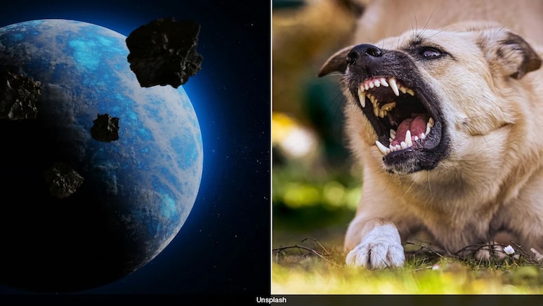 Shocking Study Shows You're More Likely To Die From An Asteroid Than Rabies Shocking Study Shows You're More Likely To Die From An Asteroid Than Rabies