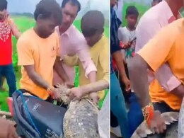 भाई रेस्क्यू किया है या किडनैप? बाइक पर मगरमच्छ का अनोखा रेस्क्यू, देख लोग बोले- ये सिर्फ यूपी में ही संभव है भाई रेस्क्यू किया है या किडनैप? बाइक पर मगरमच्छ का अनोखा रेस्क्यू, देख लोग बोले- ये सिर्फ यूपी में ही संभव है