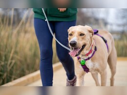 पाळीव कुत्र्यांच्या तोंडावर जाळी लावणे बंधनकारक, रस्त्यावर खाऊ घातल्यास कारवाई; 'या' शहरात मोठा निर्णय