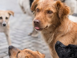 Stray Dogs Bite 11 In Ujjain In 2 Days, Including Man Sleeping In His Room