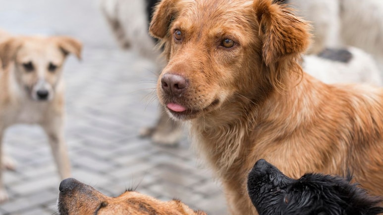 Delhi Civic Body To Mark Feeder Zones, Launch Stray Dog Sterilisation Drive After Court Order