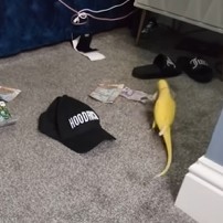 Watch: Talking Parrot Leads To Major Drug Bust In England
