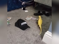 Watch: Talking Parrot Leads To Major Drug Bust In England