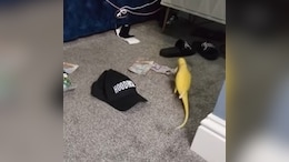 Watch: Talking Parrot Leads To Major Drug Bust In England