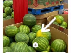 Indian Woman Asks ChatGPT To Pick A Watermelon. What Happens Next Divides The Internet