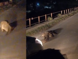 बाप रे! सड़क पर सैर सपाटा करता दिखा 5 फीट लंबा मगरमच्छ, लोगों ने रोकी गाड़ियां, यूजर्स बोले- हेल्थ कॉन्शियस... बाप रे! सड़क पर सैर सपाटा करता दिखा 5 फीट लंबा मगरमच्छ, लोगों ने रोकी गाड़ियां, यूजर्स बोले- हेल्थ कॉन्शियस...