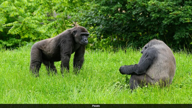20-Year Study Reveals Female Gorillas Never Forget Their Friends 20-Year Study Reveals Female Gorillas Never Forget Their Friends