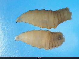 Flesh-Eating Parasite Returns To US After 40 Years, Here's Why Experts Are Worried Flesh-Eating Parasite Returns To US After 40 Years, Here's Why Experts Are Worried