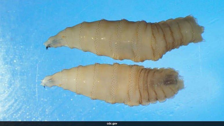 Flesh-Eating Parasite Returns To US After 40 Years, Here's Why Experts Are Worried Flesh-Eating Parasite Returns To US After 40 Years, Here's Why Experts Are Worried