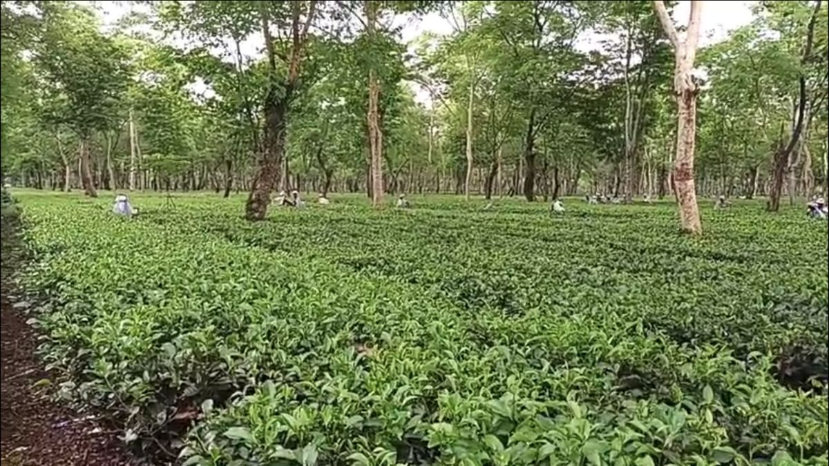 Erratic Rainfall, High Temperatures, Pests Hit Assam Tea Production