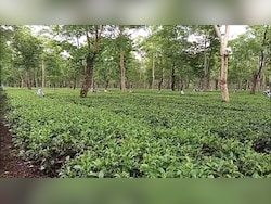Erratic Rainfall, High Temperatures, Pests Hit Assam Tea Production