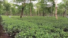 Erratic Rainfall, High Temperatures, Pests Hit Assam Tea Production