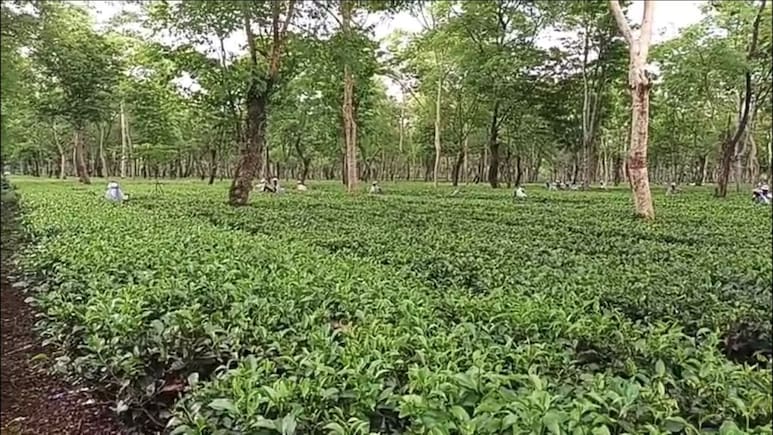 Erratic Rainfall, High Temperatures, Pests Hit Assam Tea Production